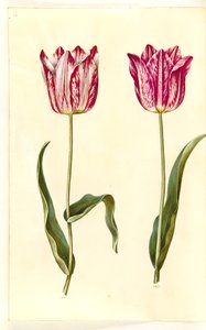 Tulipa gesneriana (tulipe de jardin) - Hans Simon Holtzbecker