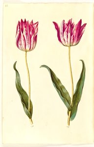 Tulipa gesneriana (tulipe de jardin) - Hans Simon Holtzbecker