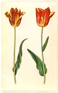 Tulipa gesneriana (tulipe de jardin) - Hans Simon Holtzbecker