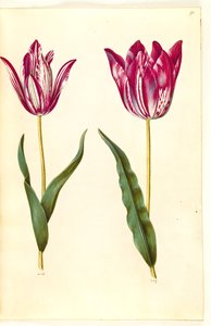 Tulipa gesneriana (tulipe de jardin) - Hans Simon Holtzbecker