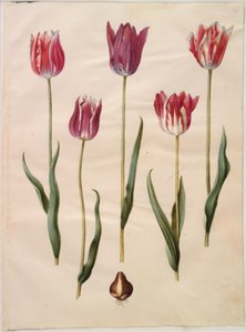 Tulipa gesneriana (tulipe de jardin) - Hans Simon Holtzbecker