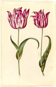 Tulipa gesneriana (tulipe de jardin)