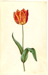 Tulipa gesneriana (tulipe de jardin)