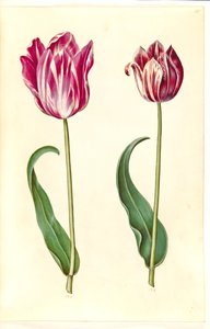 Tulipa gesneriana - Hans Simon Holtzbecker