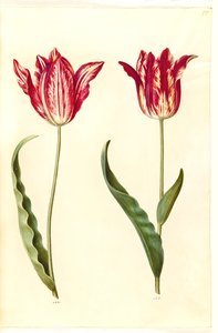 Tulipa gesneriana - Hans Simon Holtzbecker