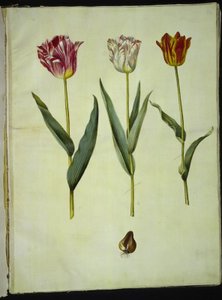 Tulipa gesneriana (tulipe de jardin)