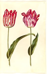 Tulipa gesneriana (tulipe de jardin) - Hans Simon Holtzbecker