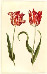 Tulipa gesneriana (tulipe de jardin)