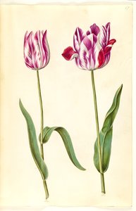 Tulipa gesneriana (tulipe de jardin) - Hans Simon Holtzbecker