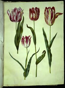Tulipa gesneriana (tulipe de jardin) - Hans Simon Holtzbecker