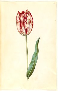 Tulipa gesneriana (tulipe de jardin)