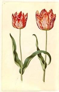 Tulipa gesneriana (tulipe de jardin)