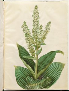Veratrum album (hellébore blanc) - Hans Simon Holtzbecker