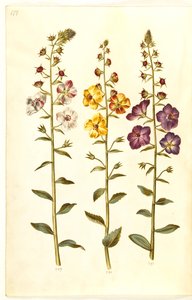 Verbascum blattaria (molène blattaire); Verbascum phoeniceum (molène pourpre) - Hans Simon Holtzbecker