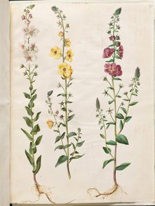 Verbascum blattaria (molène en épi); Verbascum phoeniceum (molène pourpre)