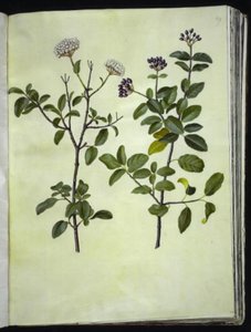 Viburnum tinus (vinter-snebolle) - Hans Simon Holtzbecker