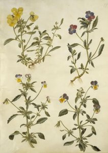 Viola cornuta ; Viola tricolor - Hans Simon Holtzbecker