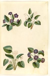 Viola odorata (violette de mars)