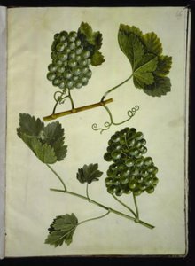 Vitis vinifera (vigne commune)