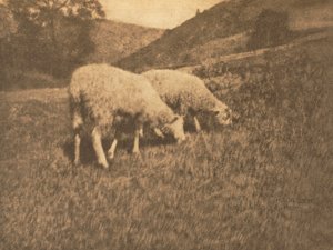 Camera Work: Moutons