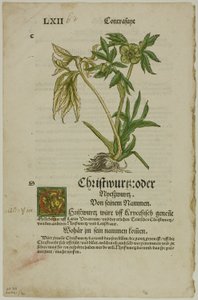Christwurz (Hellébore) de l