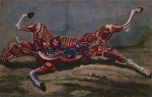 Anatomie d