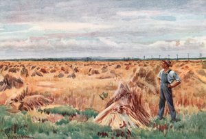 Le long des champs de blé du Manitoba