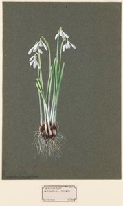 Galanthus nivalis L. Perce-neige, vers 1903-1915