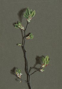 Ulmus glabra Huds (orme de montagne) - Harold Drinkwater