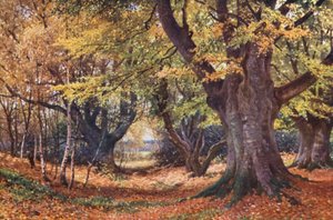 Hêtres en automne, près de Godalming