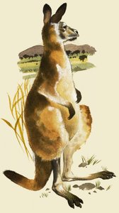Le Kangourou