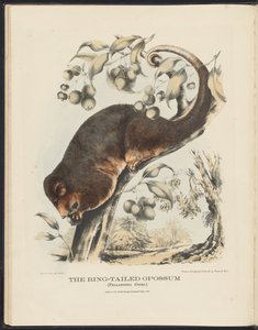Mammifères d