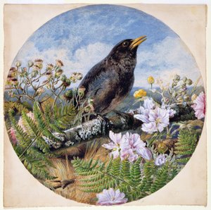 Merle, 1864