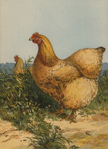 Poule Cochin fauve (chromolithographie) - Harrison William Weir