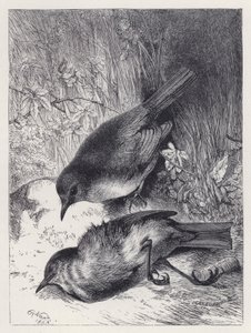 Mort du compagnon de Robin