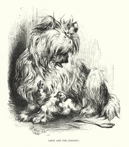Gipsy et le poulet (gravure) - Harrison William Weir