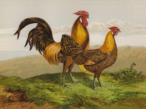 Hambourgs Dorés à Crayon - Harrison William Weir