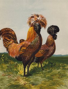 Polonais doré tacheté - Harrison William Weir