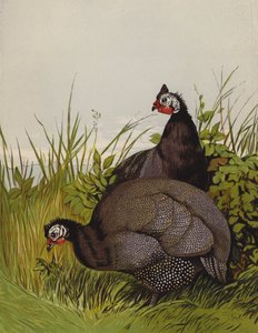 Pintades (chromolithographie) - Harrison William Weir