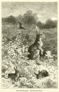 Lièvres et levrauts - Harrison William Weir