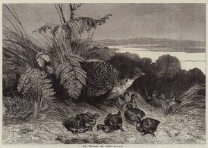 Faisane et ses petits - Harrison William Weir