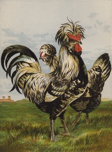 Houdans (chromolithographie) - Harrison William Weir