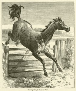 Jument de chasse