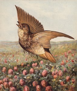 Dans le trèfle (litho en couleur)