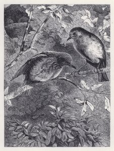 Apprendre à voler (gravure) - Harrison William Weir