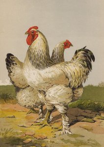 Brahmas Clairs - Harrison William Weir