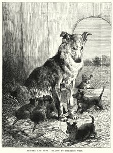 Mère et chiots - Harrison William Weir