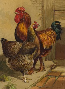 Cochins perdrix - Harrison William Weir