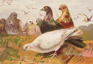 Pigeons - Harrison William Weir