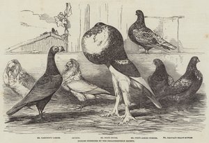 Pigeons exposés par la Société Philoperisteron